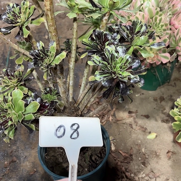 多肉植物水墨丹青08