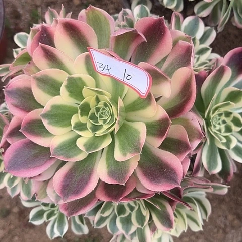 多肉植物白凤34号