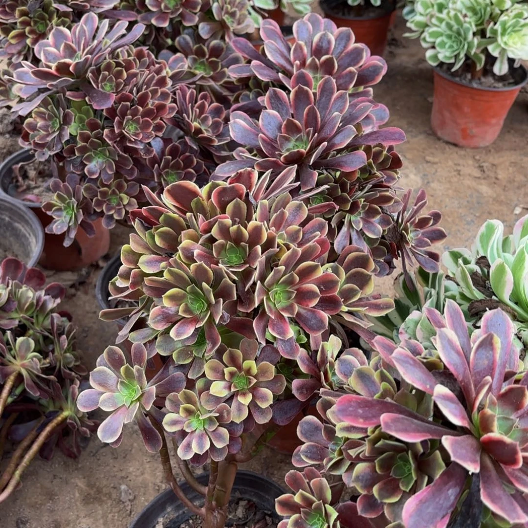 金边欧嘉莉12.8法师多肉