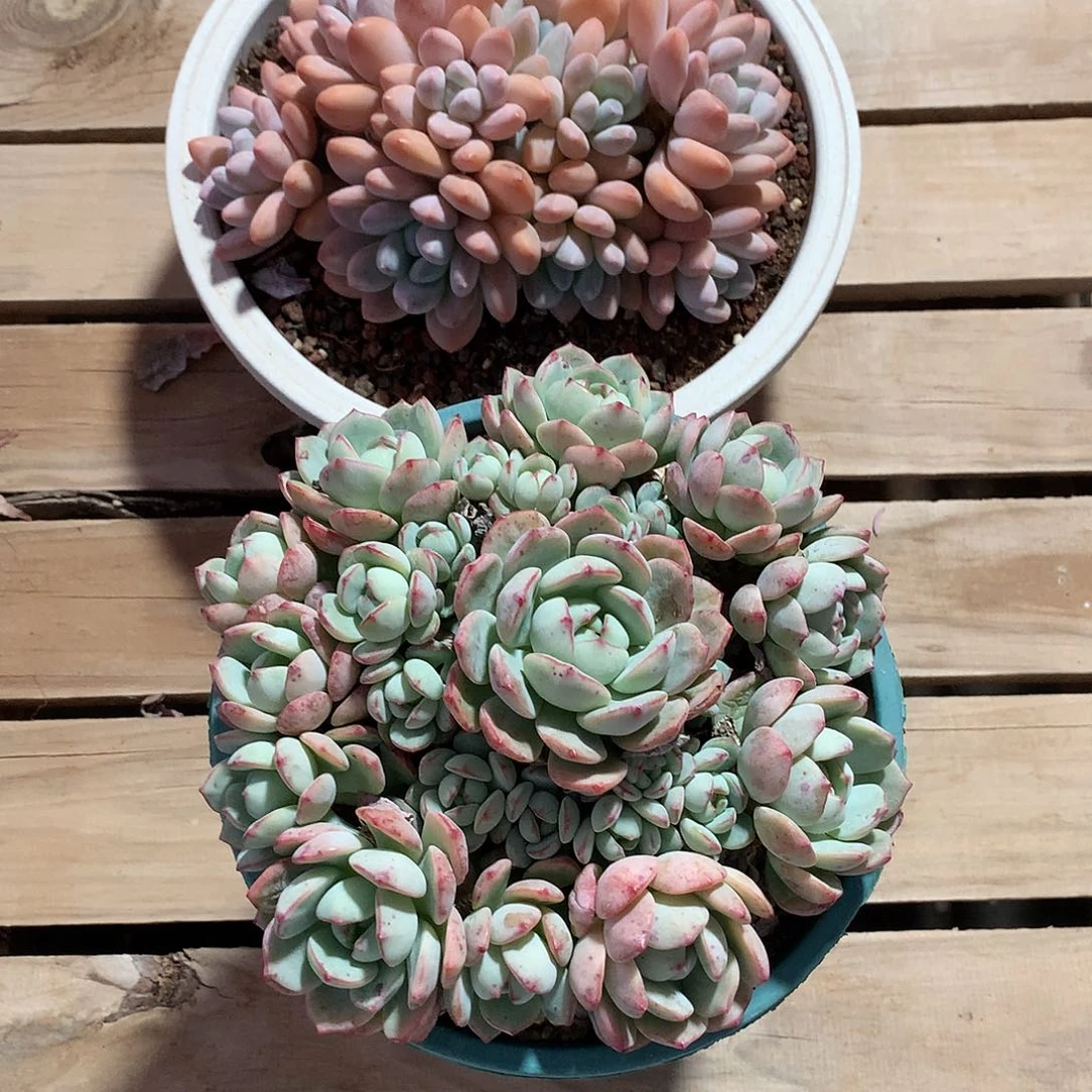 浪***涛哈哈哈哈哈哈哈香水和香草