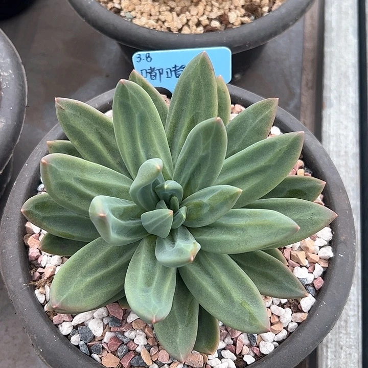 嘟*海洋之歌多肉植物