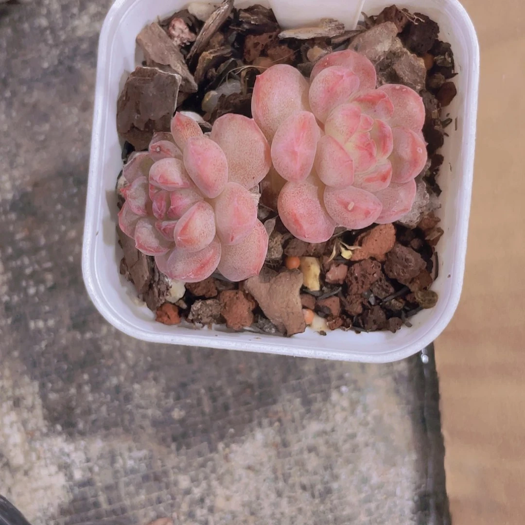 杨*葡萄杂交一物一拍