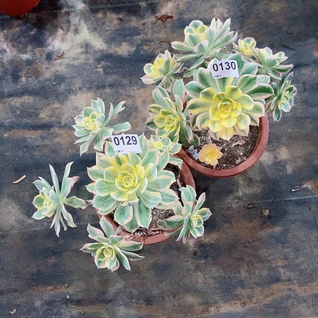 ?****?灿烂01290130多肉特价款