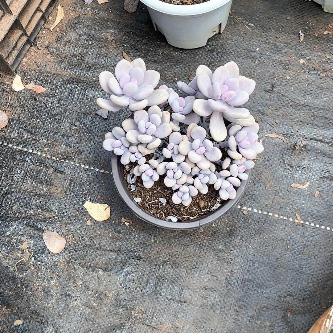 桃蛋群生1颗多肉植物