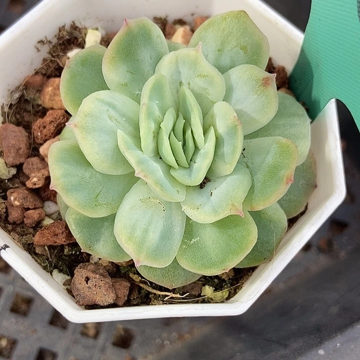 多肉植物泡泡纱1106