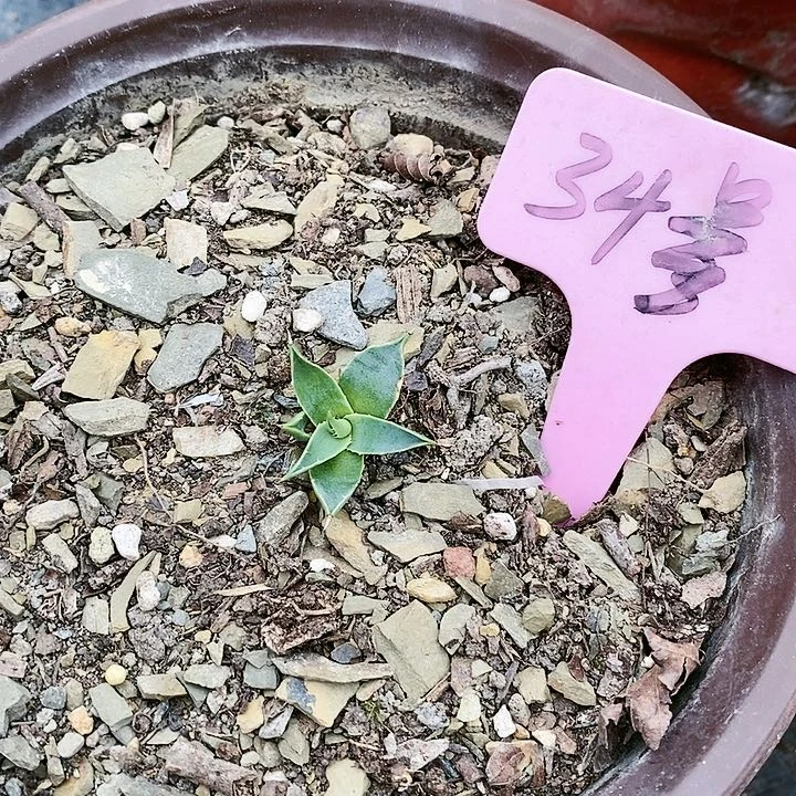 【闪购商品】无花朵龙舌兰Eb妖炎 三单包邮