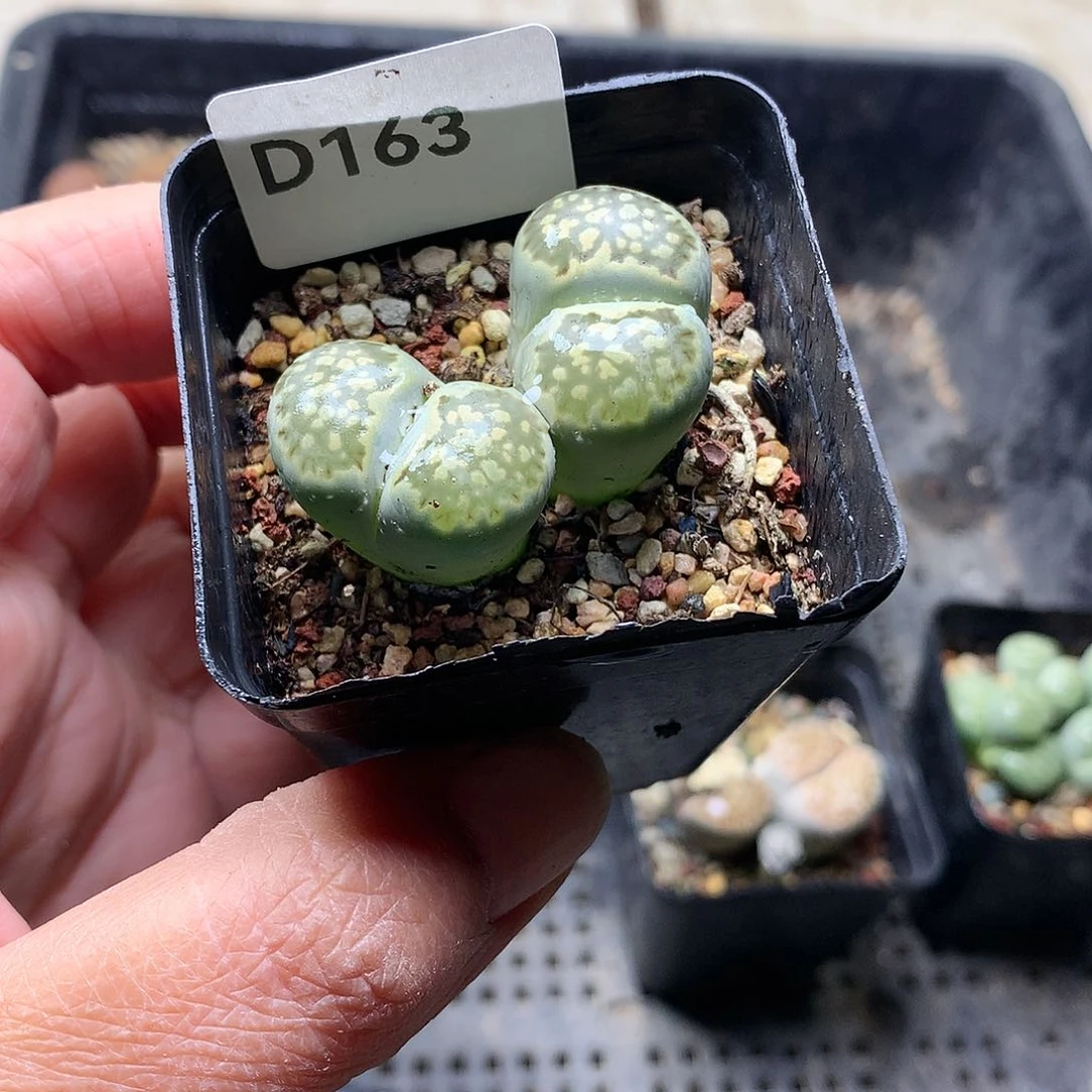 夏****DD163多肉植物保护