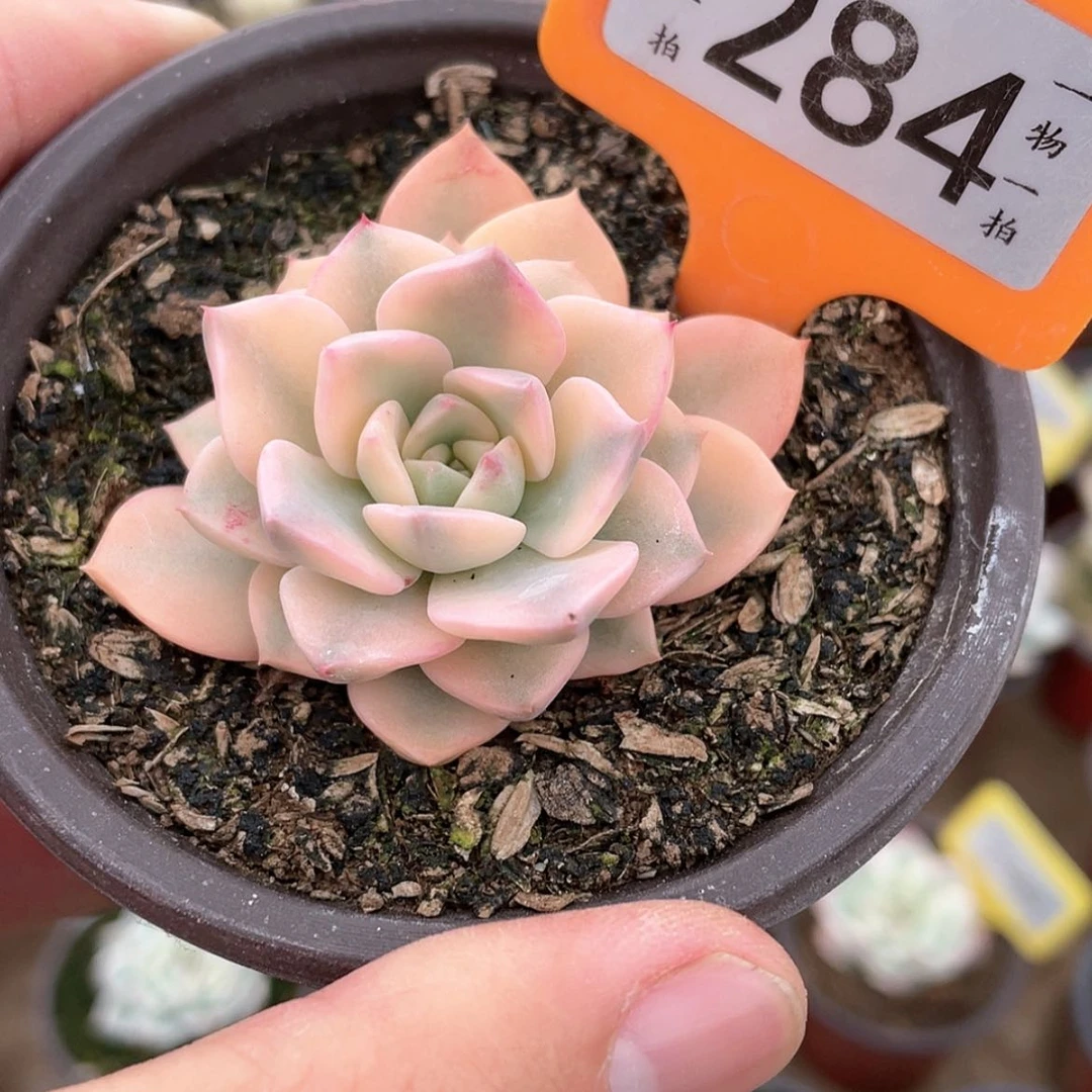 【闪购商品】284红粉佳人锦