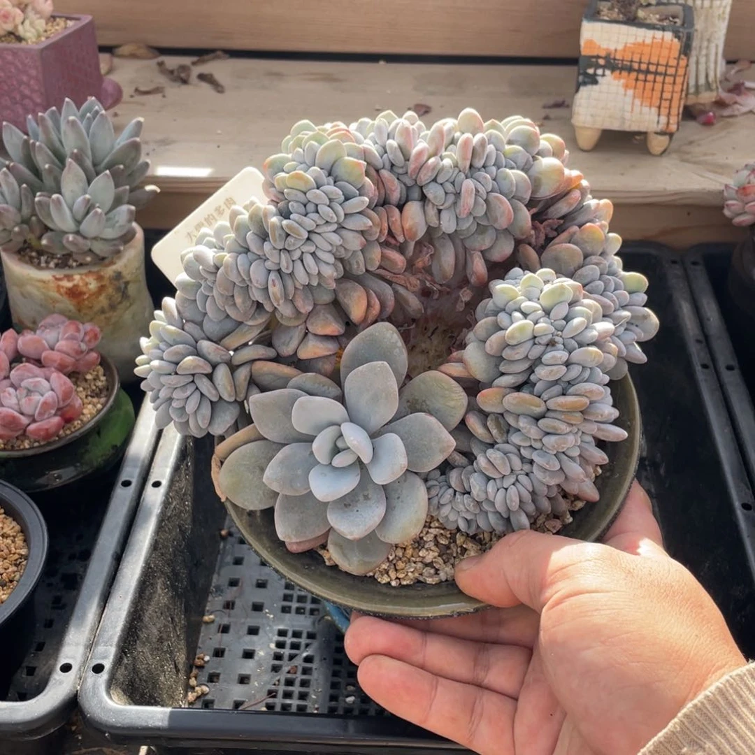304粉兔缀不带盆19厘米