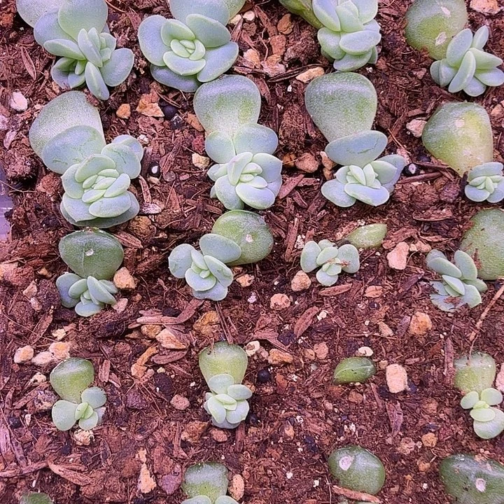 甜心221随机发2颗