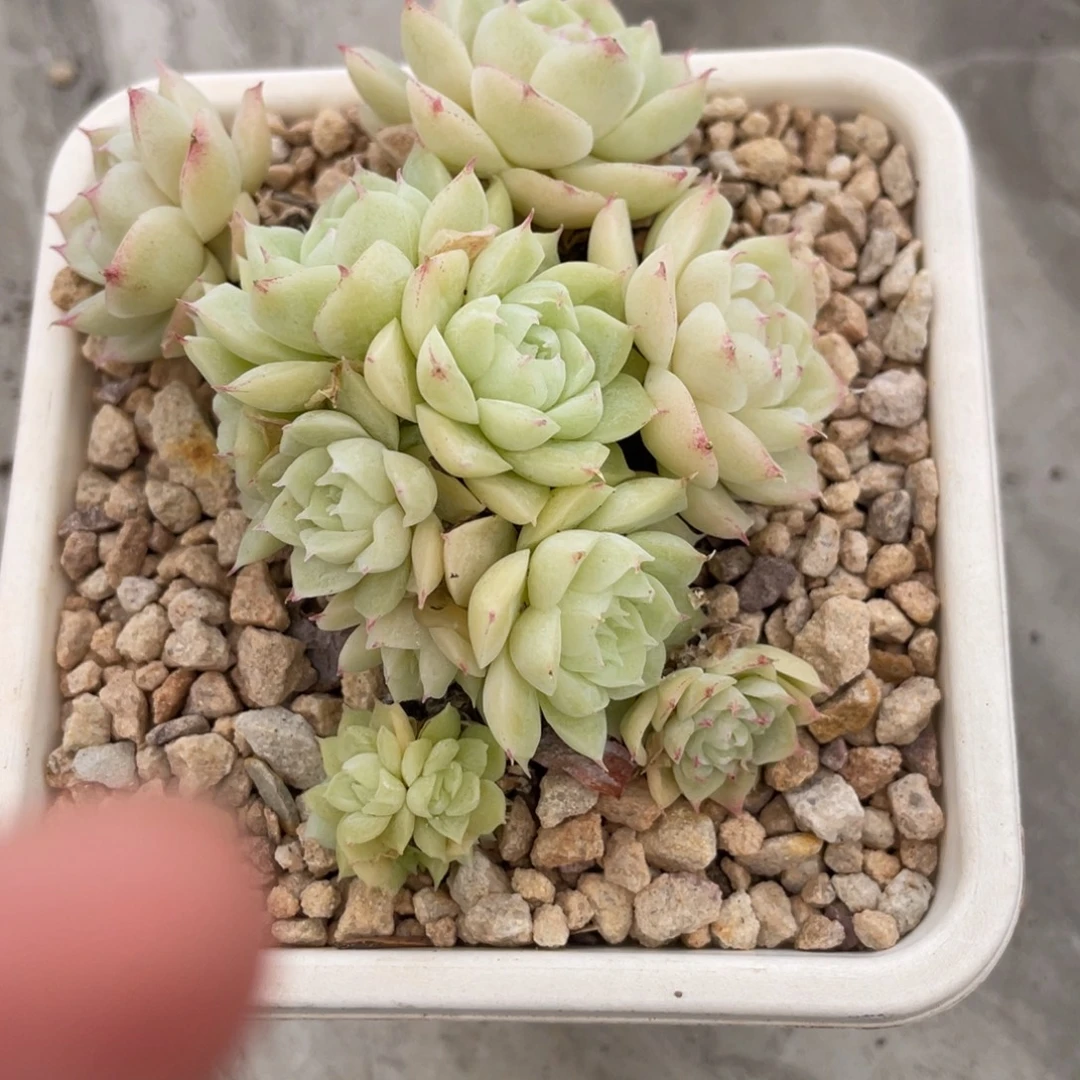 女王小脸群生10公分