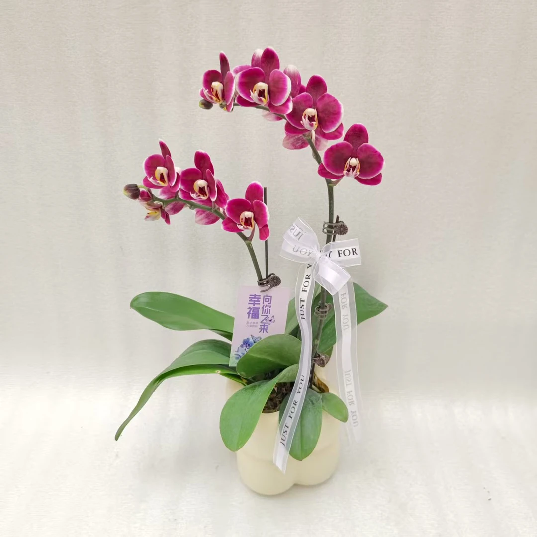 【巧克力】经典复古黑色系裙边系列蝴蝶兰室内种植观赏送礼带花发货