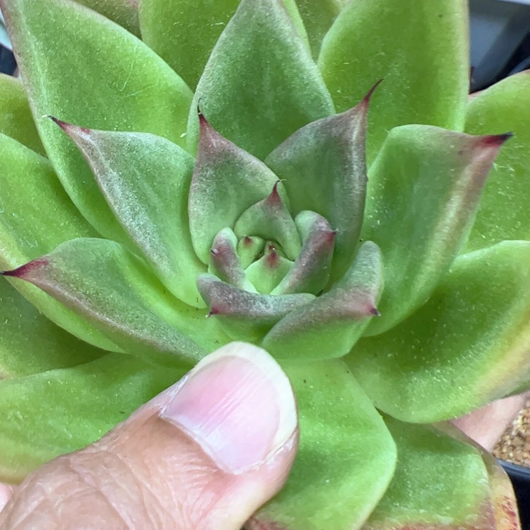 代*～多肉植物，多肉植物