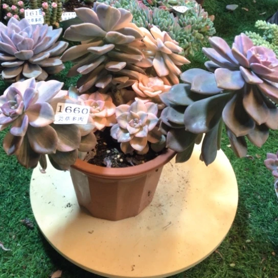 紫乐锦，1660，一物一拍