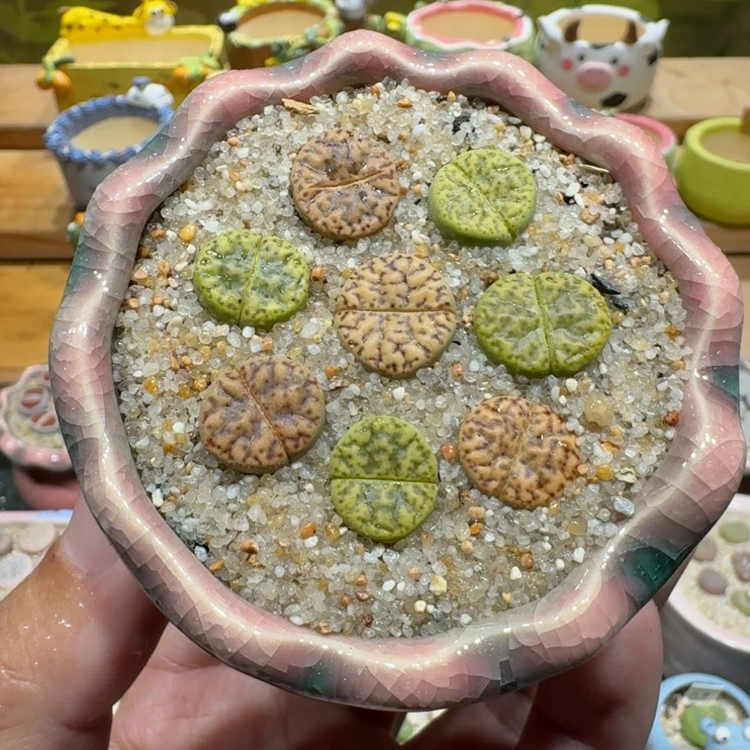 蘑菇1154黄鸣玄彩拼多肉植物