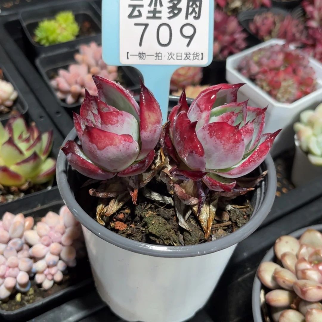 猪**、云尘多肉一物一拍709带盆发