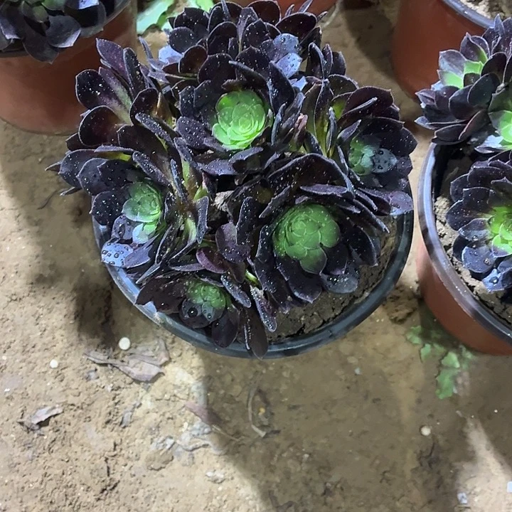 黑玫瑰一颗11.8在2棚