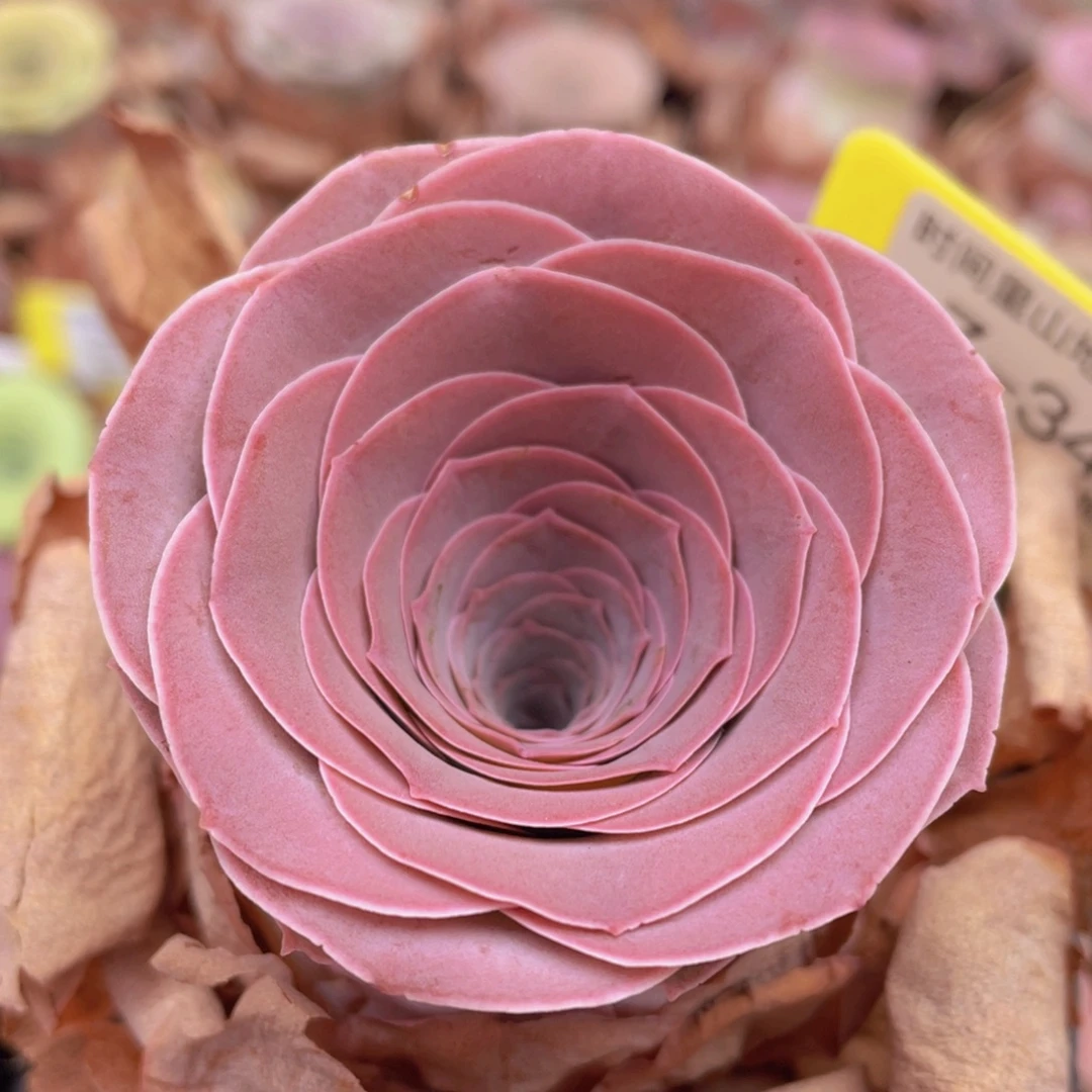 山地玫瑰Z342裸根发货不售后