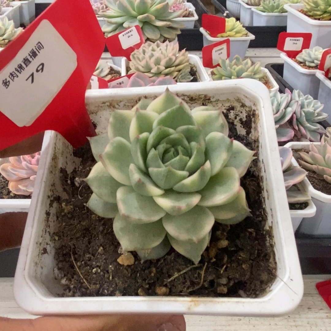 79号法比奥拉锦多肉