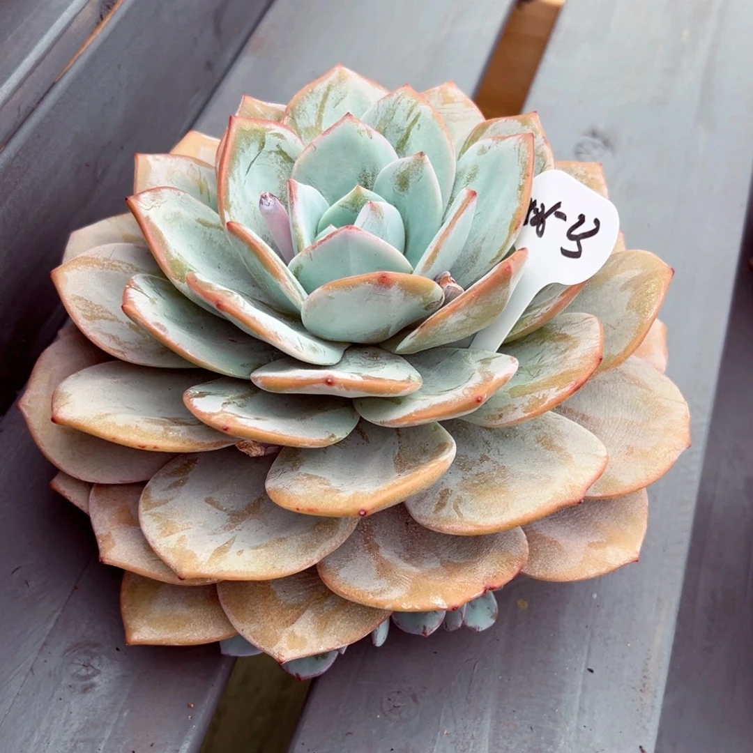 大*狮0526-23奶茶手捧