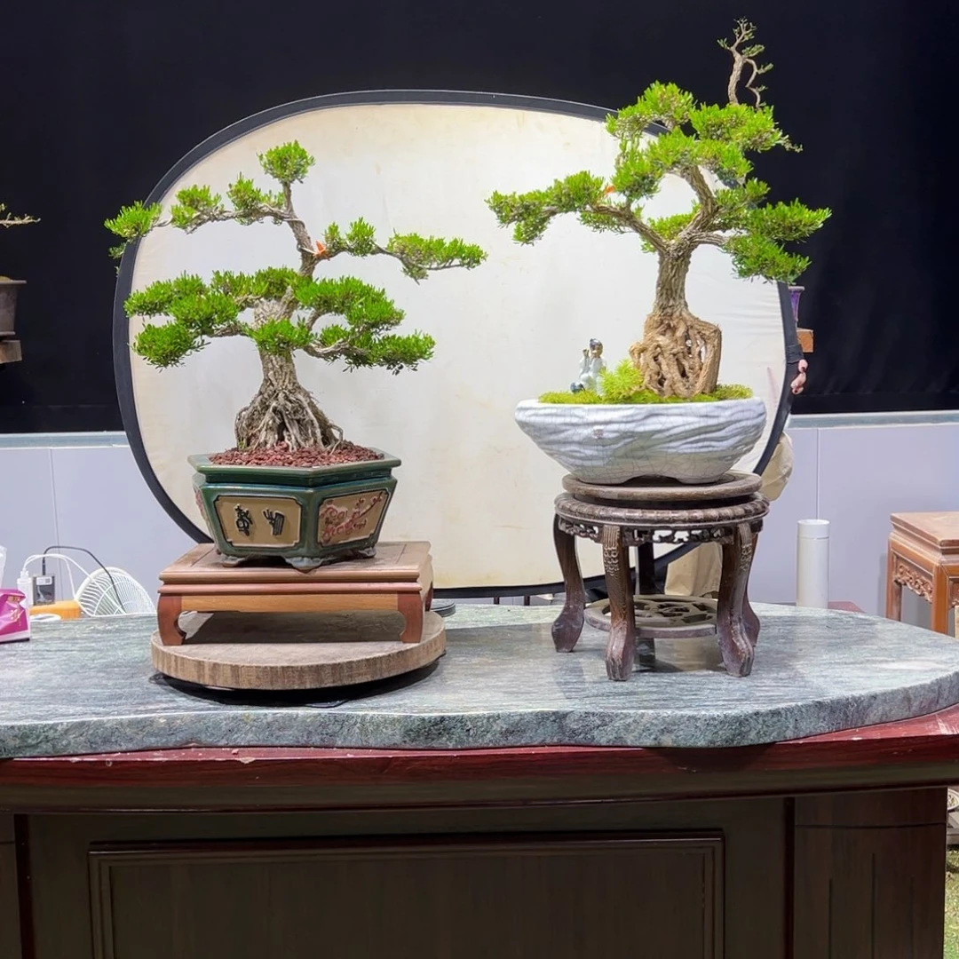黄杨天****镁盆景老桩四季常青