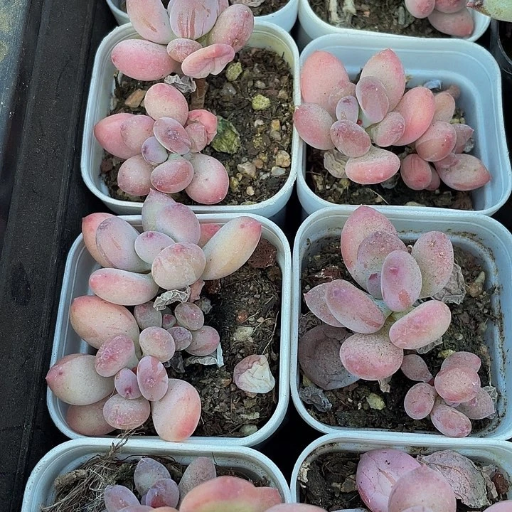 双头苹果奶3.8带盆