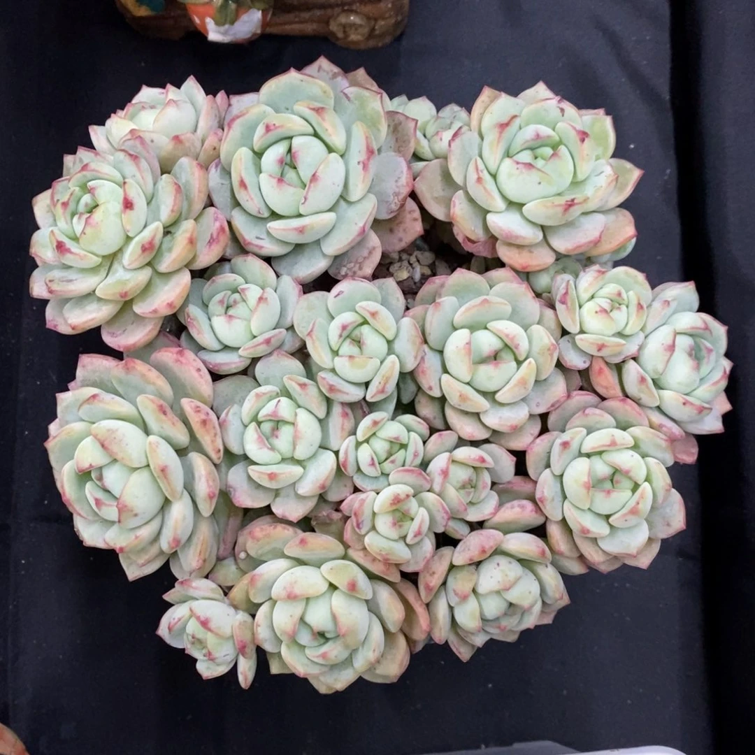 香草 一物一拍。