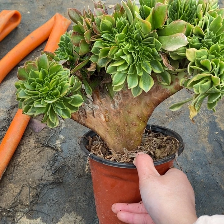 青檬锦缀8多肉植物法师法师