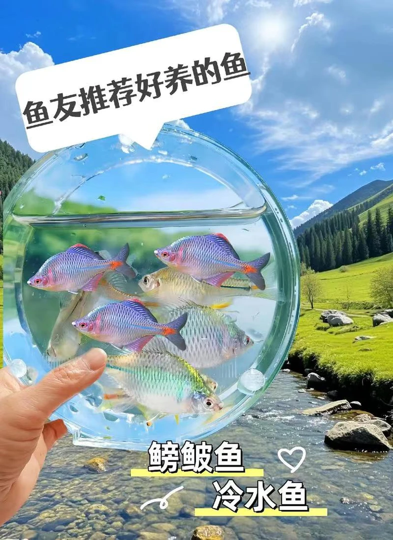 原生野采群游七彩高体螃皱鱼冷水观赏鱼除藻宠物水质净化