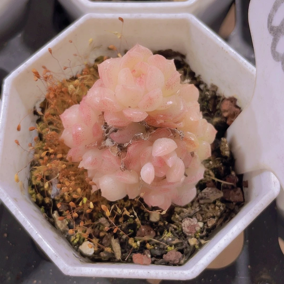 樱花麦秆a059一物一拍