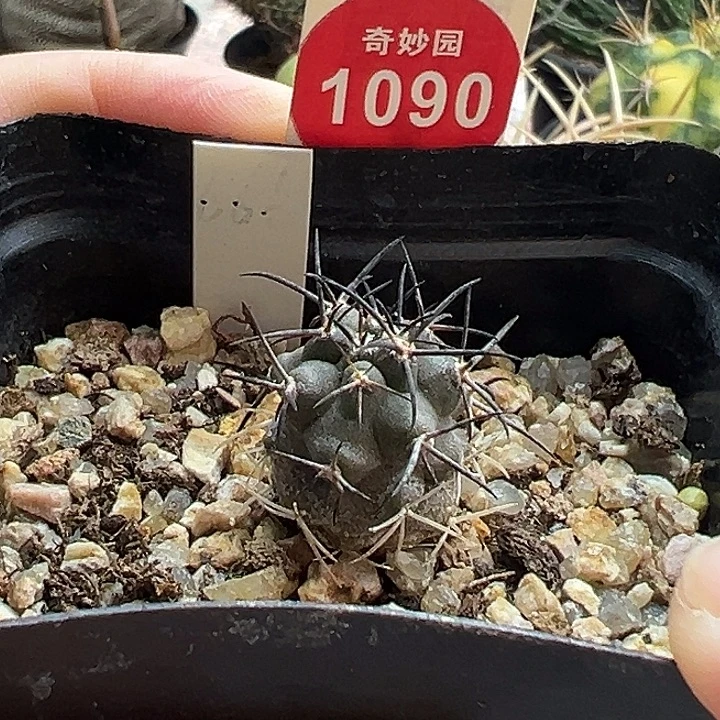 实生狂刺龙爪球猛龙玉1.7cm