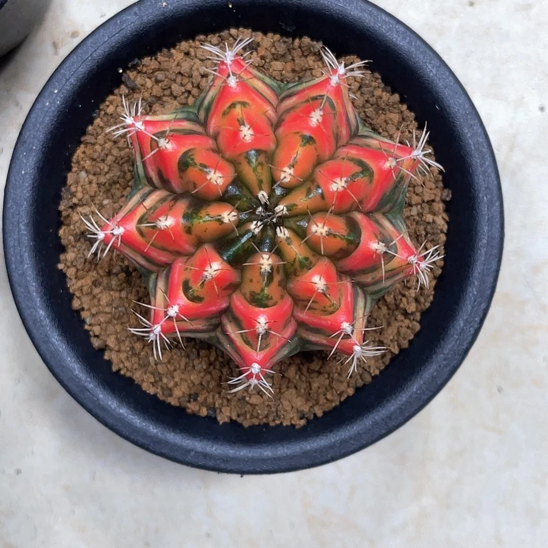 无花朵泰系实生根，红背虎斑V锦