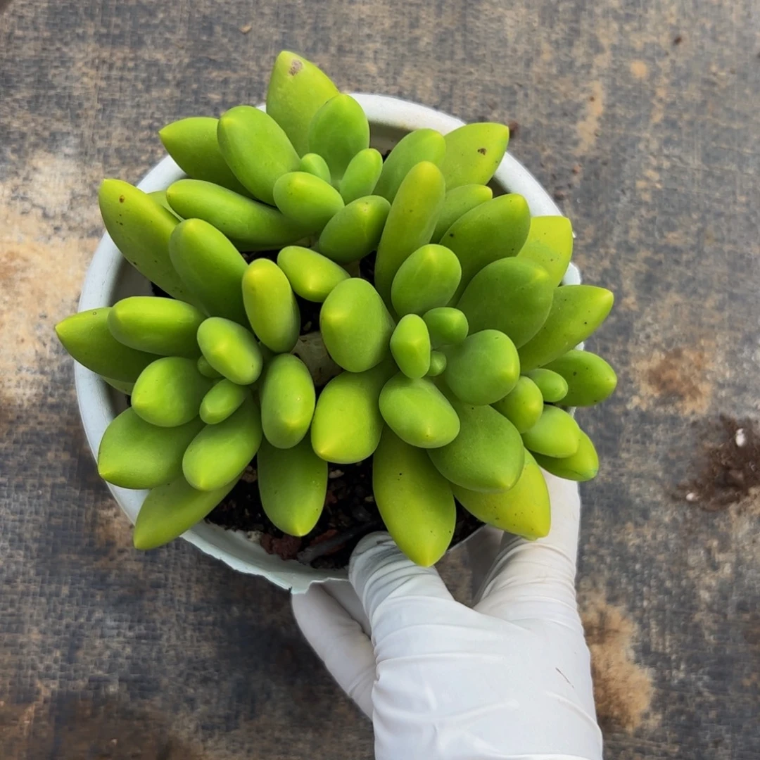 芒果奶自然群多肉植物