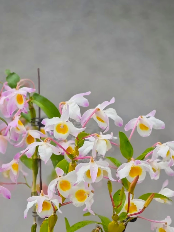 【蜂腰石斛】盆栽四季 一节节似葫芦 有特色 观赏性强