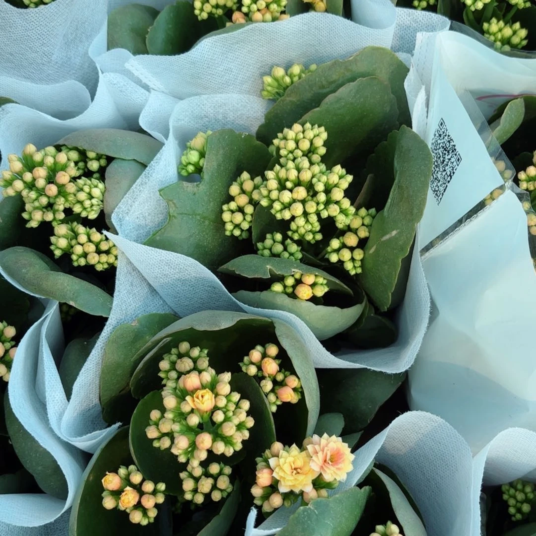 水果糖长寿花一颗