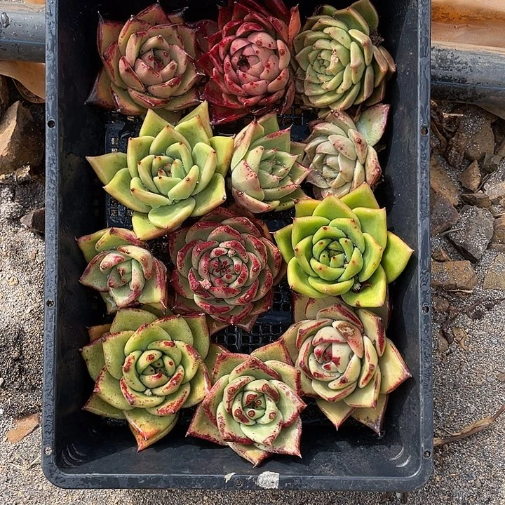 若如东云组拍A543