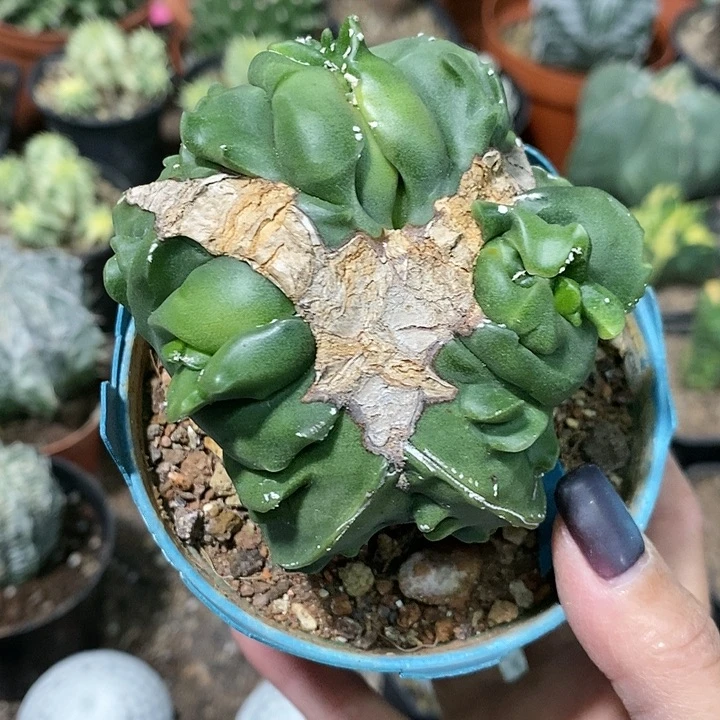 梦**家花花草草花花草草