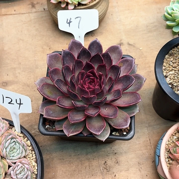 多肉植物，东云杂47号