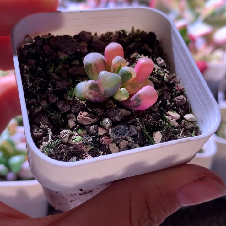 五十铃玉拉丝锦有根