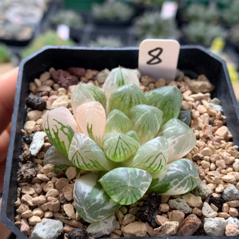 【闪购商品】8苏锦