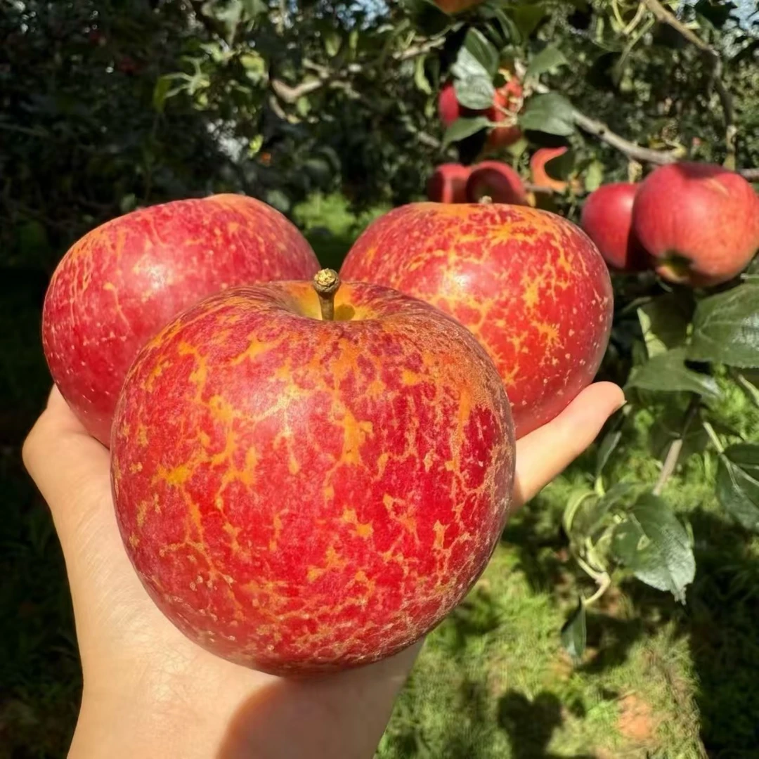 云南昭通丑苹果原产地直发当季新鲜水果现摘现发昭通苹果