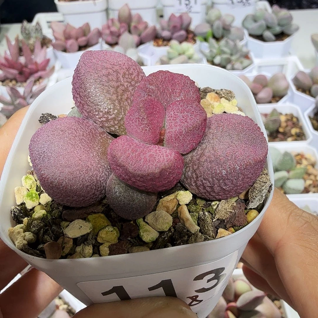 我****天夏娃水泡多肉植物