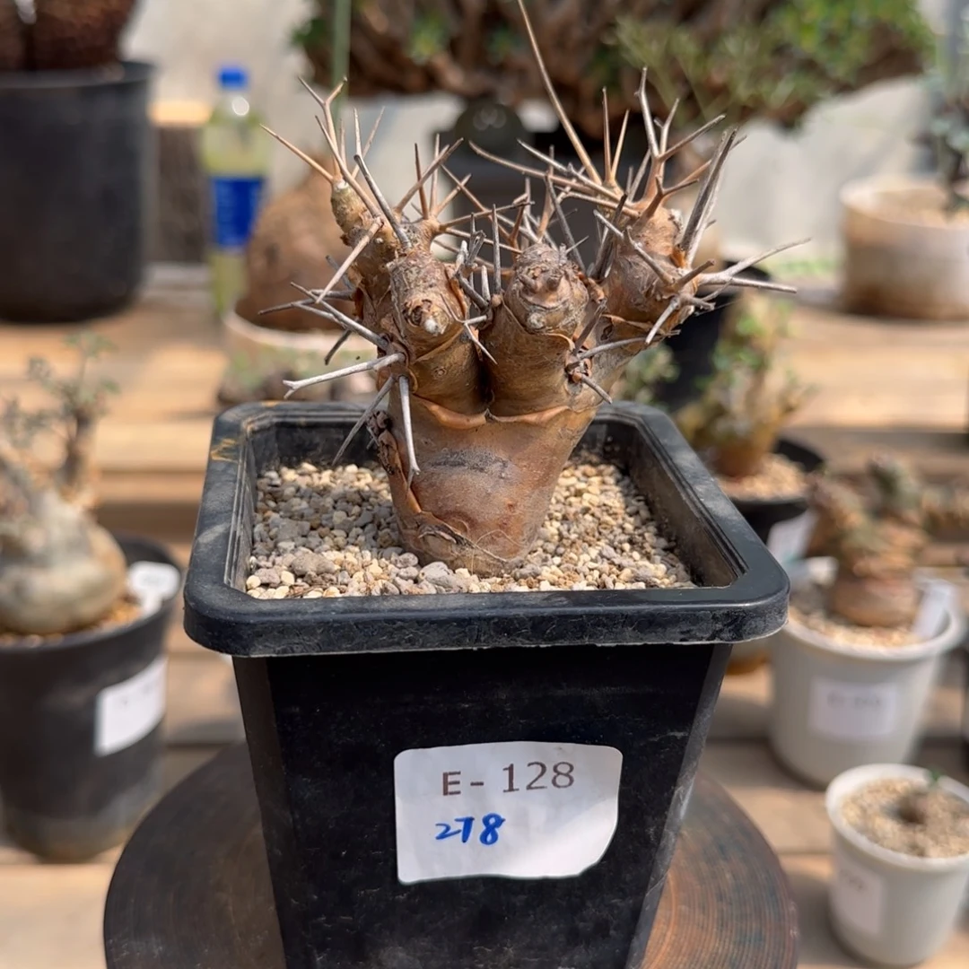128刺烛厚敦菊块根植物