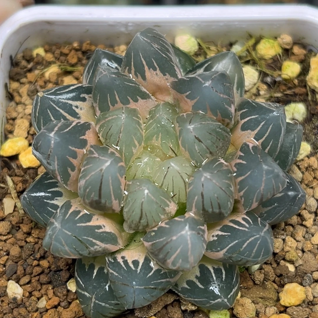 风***扬84糊斑龙爪玉露锦福利专场