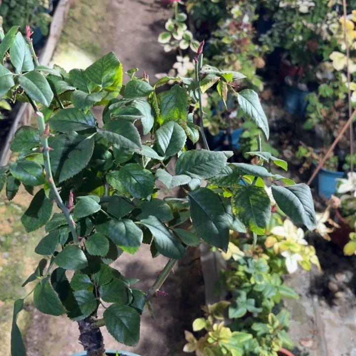 无花朵迷信一加仑