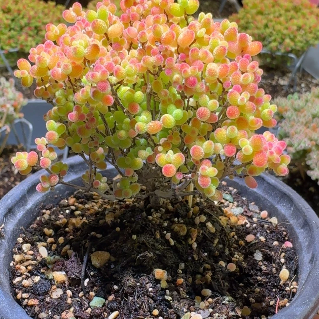 蜜橘糖球枝干番杏174