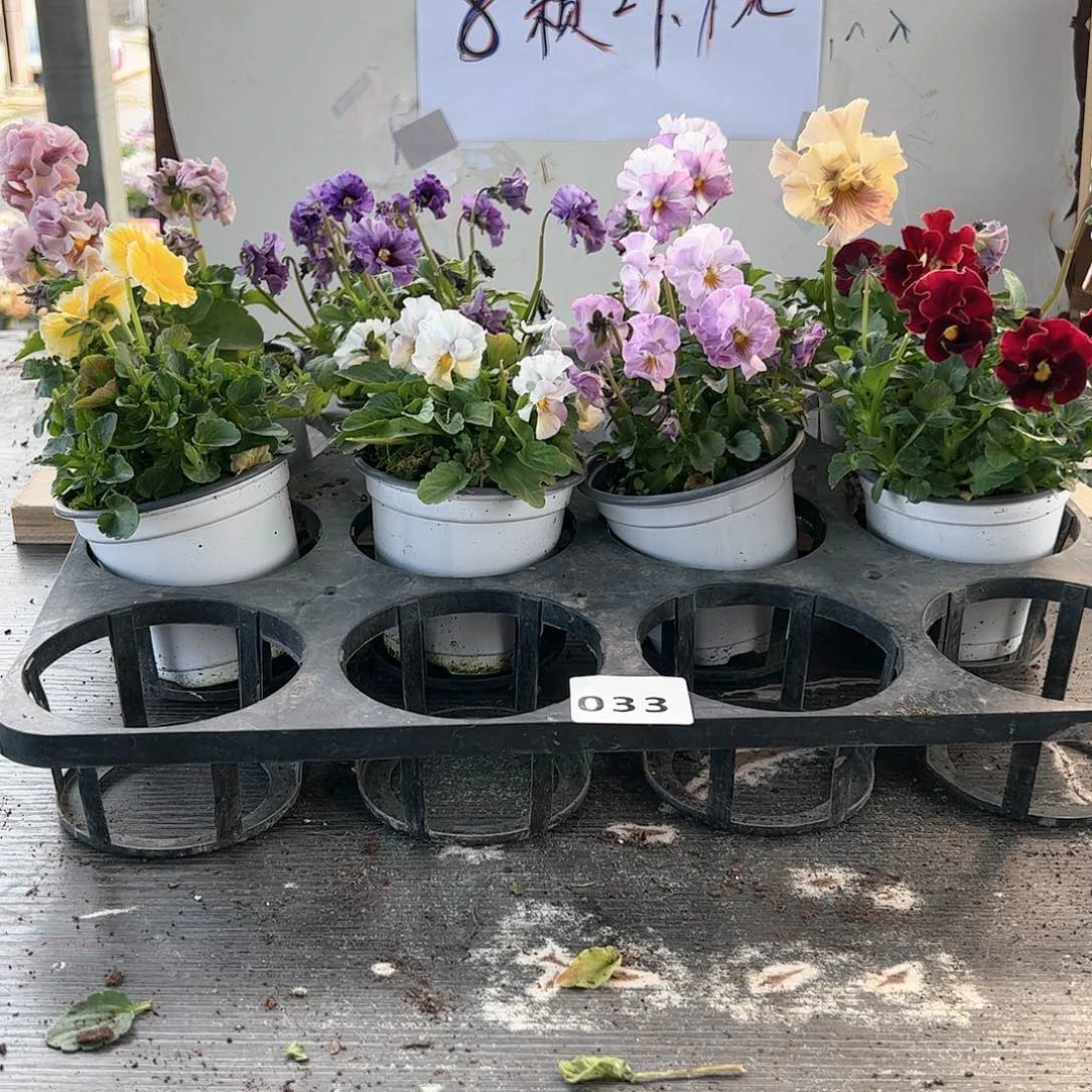 【闪购商品】033号