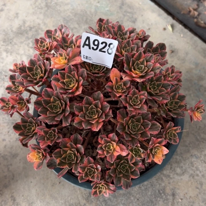 928甜茶20厘米左右