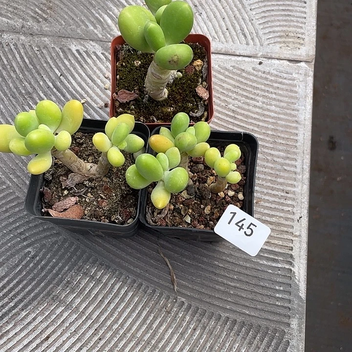 145。3 芒果奶。
