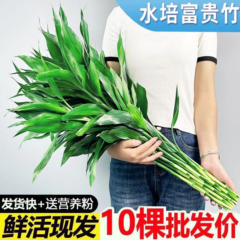 基地精选富贵竹水培植物黄金室内客厅净化空气易养活绿植盆栽室内